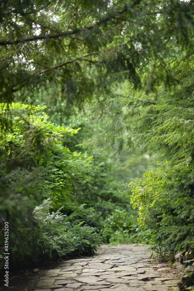 a path in the forest a path in the forest