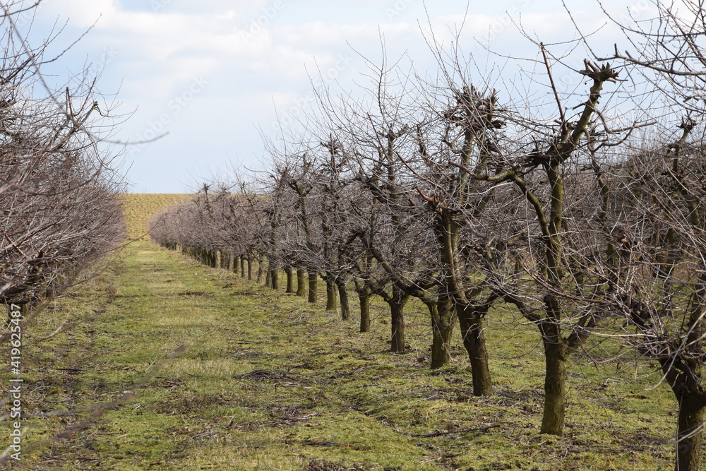 Cherry trees prunined in early spring, orchard with cherries