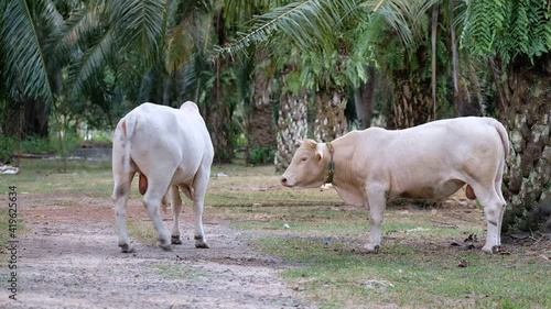 white cow in palm field