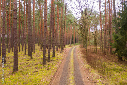 Droga w sosnowym lesie. Zdjęcie z drona.