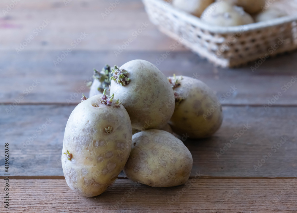 Sprouted potatoes. Sprouted potatoes on the eve of spring. Sprouted potatoes. Sprouted potatoes on the eve of spring.