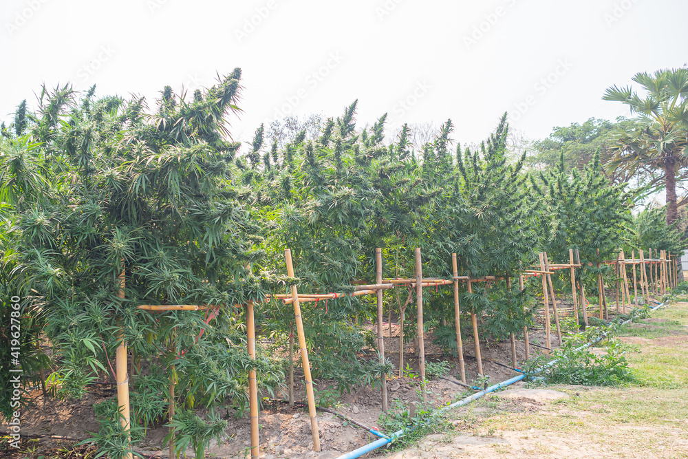 Cannabis plants growing at cannabis farm field. Textured marijuana leaves. Landscape beautiful. Concept of cannabis plantation for medical Cannabis plants growing at cannabis farm field. Textured marijuana leaves. Landscape beautiful. Concept of cannabis plantation for medical