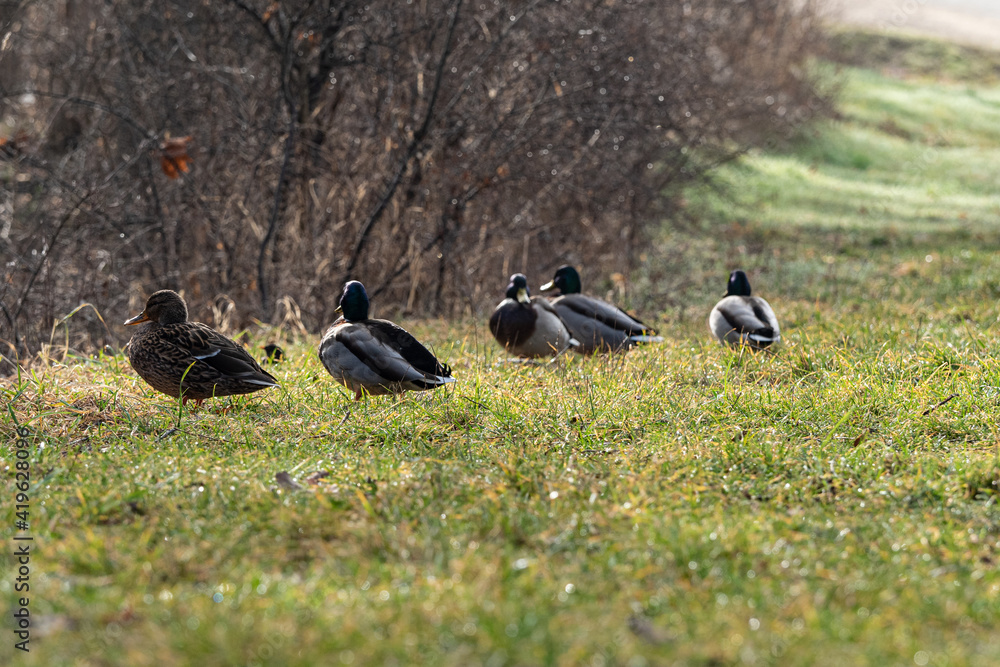 Mallard ducks in jena lobeda at spring in the morning Mallard ducks in jena lobeda at spring in the morning
