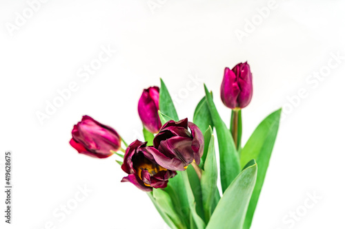 Purple tulips in vase on a white isolated background. Flower composition and spring concept