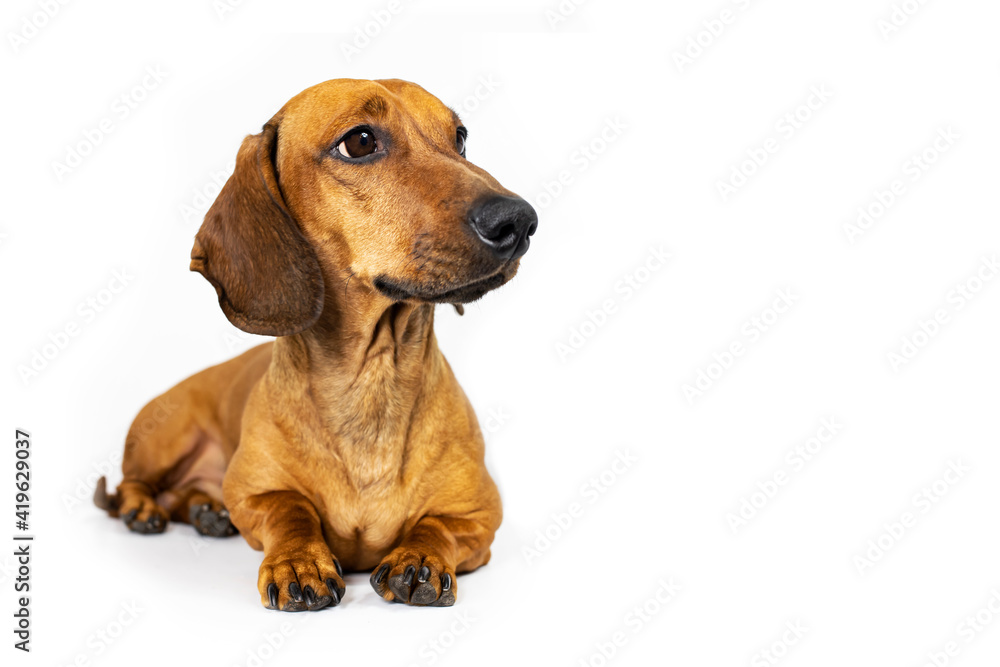 Portrait of a redheaded adult dachshund on a white background.