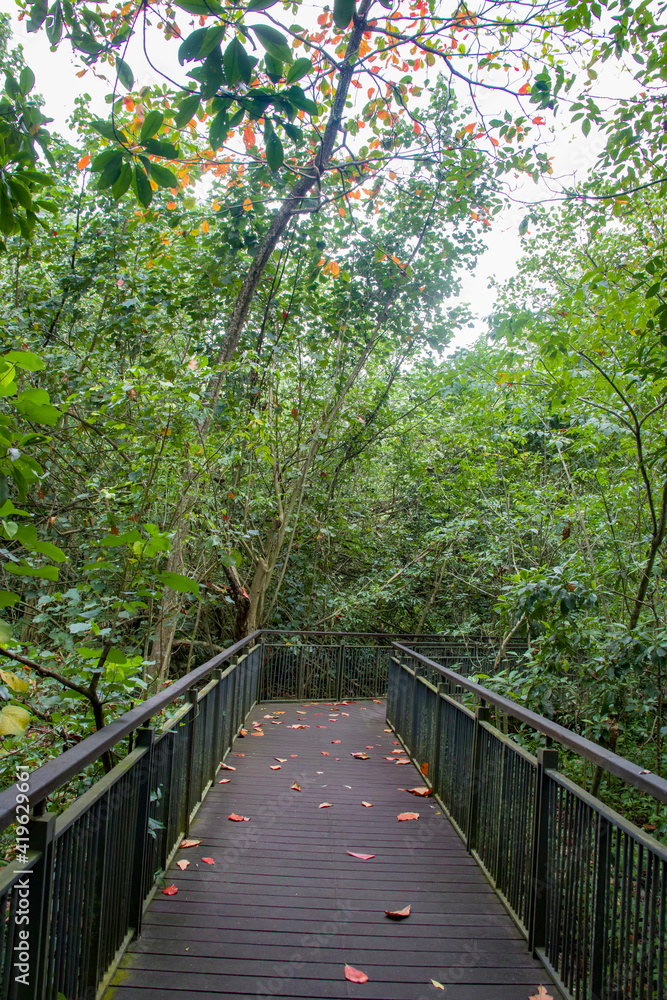 Fototapeta premium The path with fallen leaves in Sungei Buloh wetland reserve Singapore. A nature reserve in the northwest area of Singapore, its global importance as a stop-over point for migratory birds. 