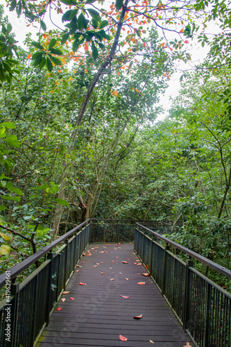 The path with fallen leaves in Sungei Buloh wetland reserve Singapore. A nature reserve in the northwest area of Singapore, its global importance as a stop-over point for migratory birds. 