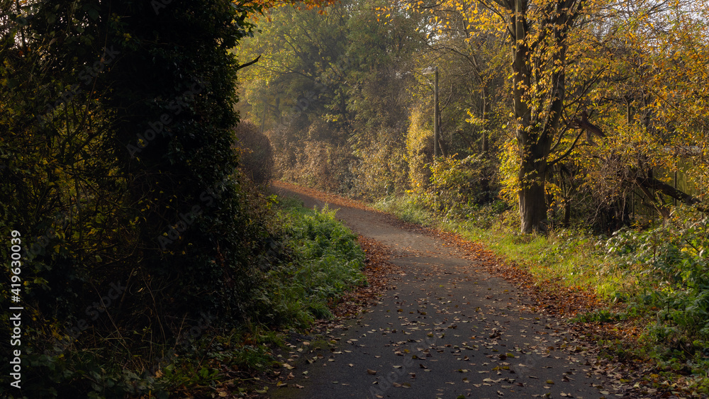 Fototapeta premium A winding path between the trees