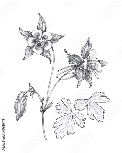 Tableau sur toile Flower Aquilegia set, drawn black and white, isolated on a white background