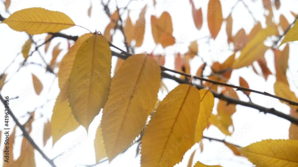 leaves of cherry tree in autumn with diffuse background in afternnon light leaves of cherry tree in autumn with diffuse background in afternnon light