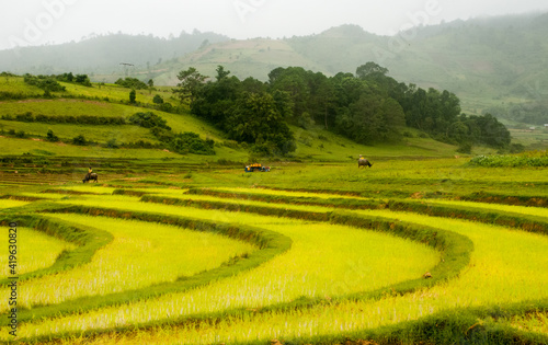 Fields in a rural landscape  near Inle Lake  Myanmar  Burma   Asia