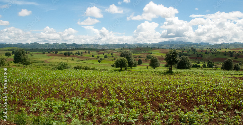 Fields in a rural landscape, near Inle Lake, Myanmar (Burma), Asia