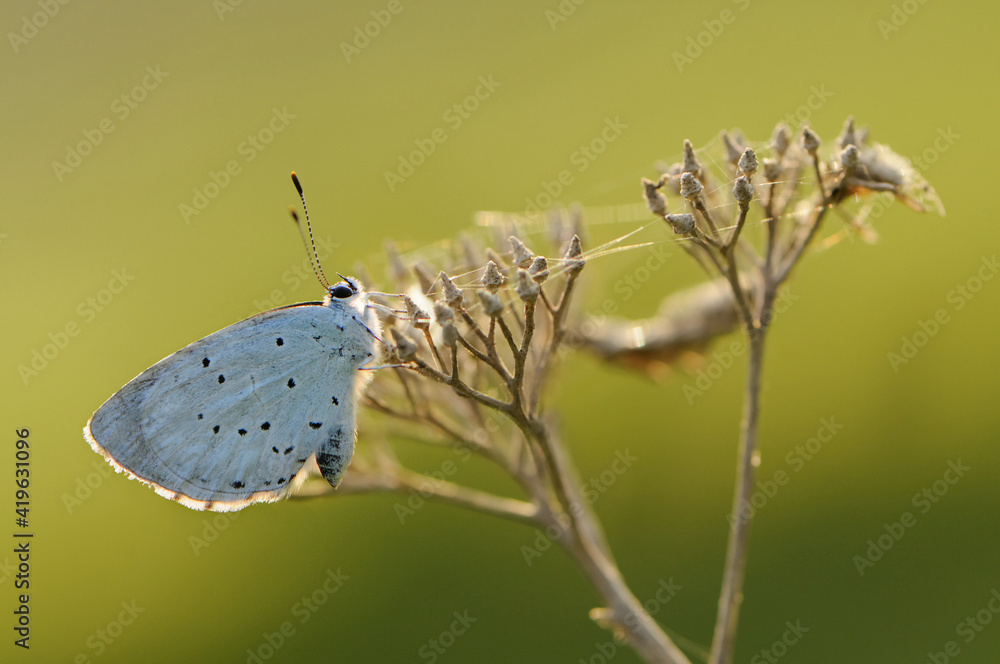 custom made wallpaper toronto digitaldiurnal butterfly Polyommatus icarus on the forest flower in the dew in the first rays of the sun