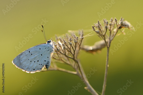 Wallpaper Mural diurnal butterfly Polyommatus icarus on the forest flower in the dew in the first rays of the sun Torontodigital.ca