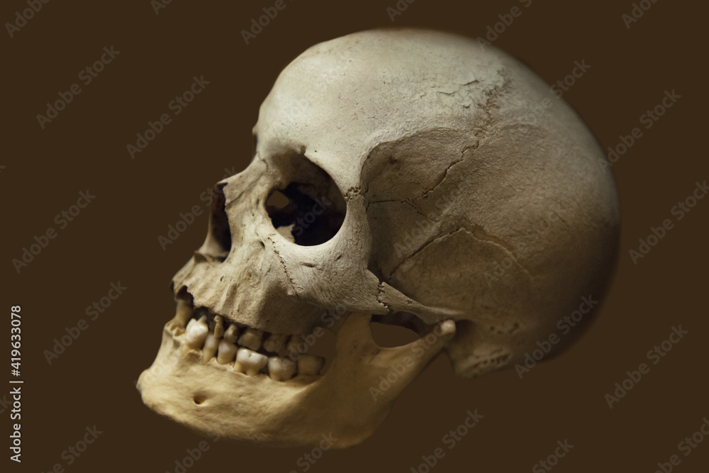 Obraz premium Old human skull of the sixteenth century