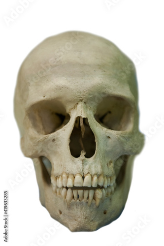 Old human skull of the sixteenth century