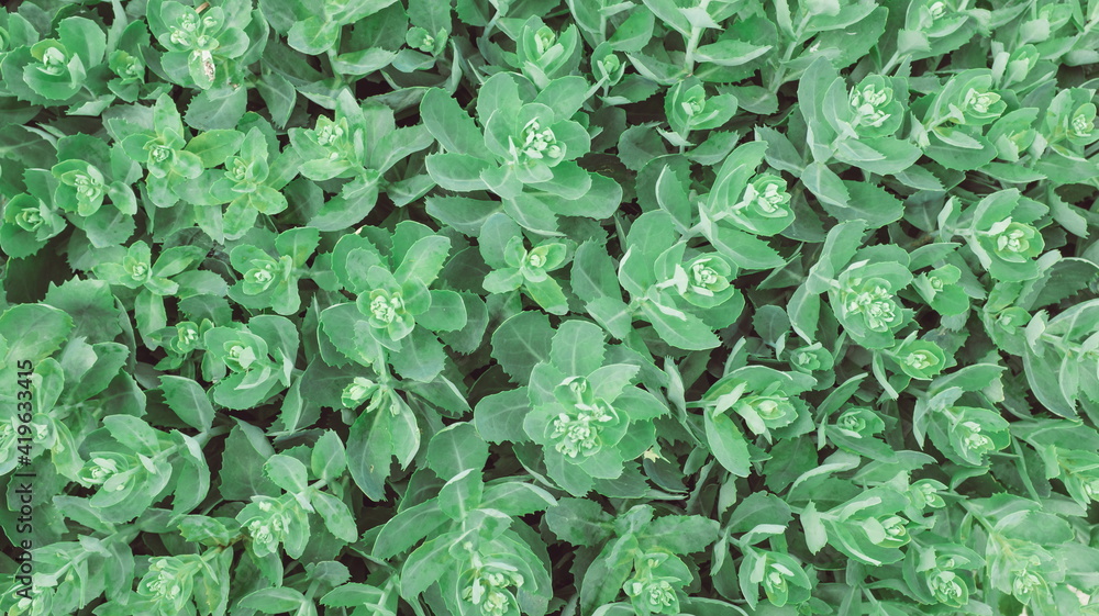 Vegetative background. Close up leaf texture Vegetative background. Close up leaf texture