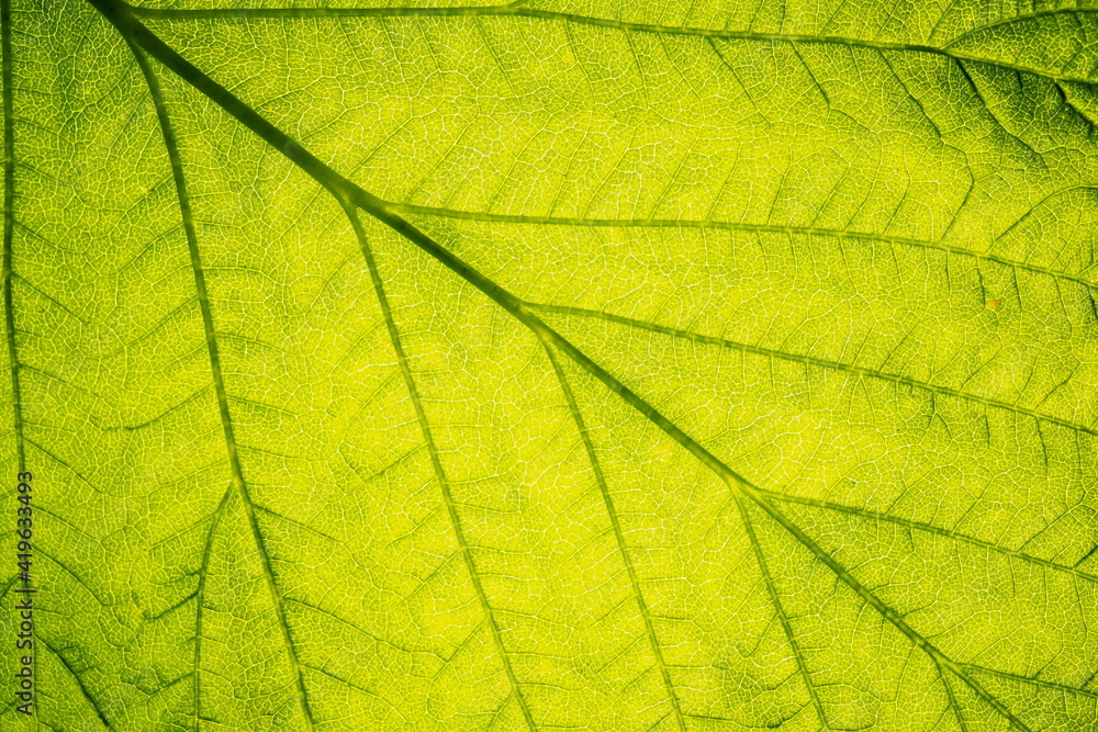 Vegetative background. Close up leaf texture Vegetative background. Close up leaf texture