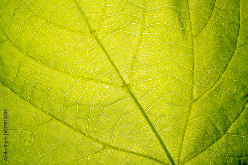 Vegetative background. Close up leaf texture