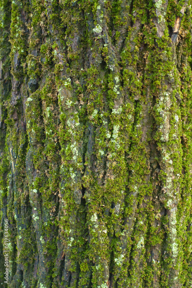 Fototapeta premium Moss and mint green lichen covering tree bark