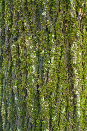 Moss and mint green lichen covering tree bark