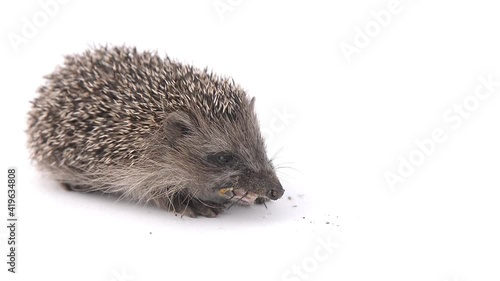 hedgehog