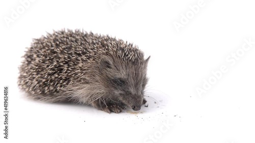 hedgehog