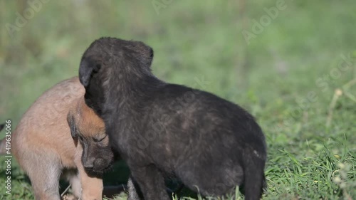 kangaroo in the grass