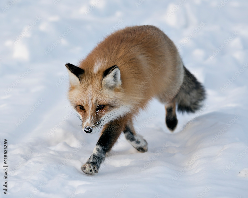 Red Fox Stock Photos. Unique Fox close-up profile view in the winter season foraging in its habitat with blur snow background displaying bushy fox tail, white mark paws, fur. Image. Picture.  