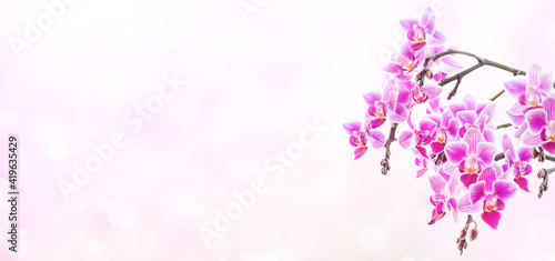 Beautiful floral background. Pink phalaenopsis orchids on a light violet background © lens7 