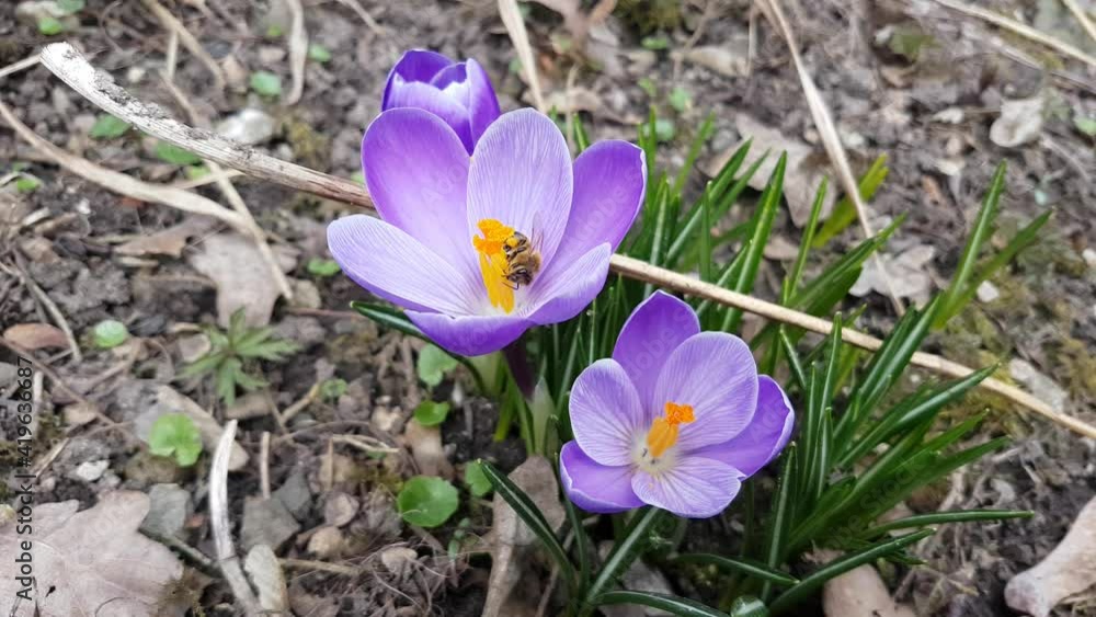 Bee collecting nectar on a purple saffron crocus, also called crocus vernus or Krokus Bee collecting nectar on a purple saffron crocus, also called crocus vernus or Krokus