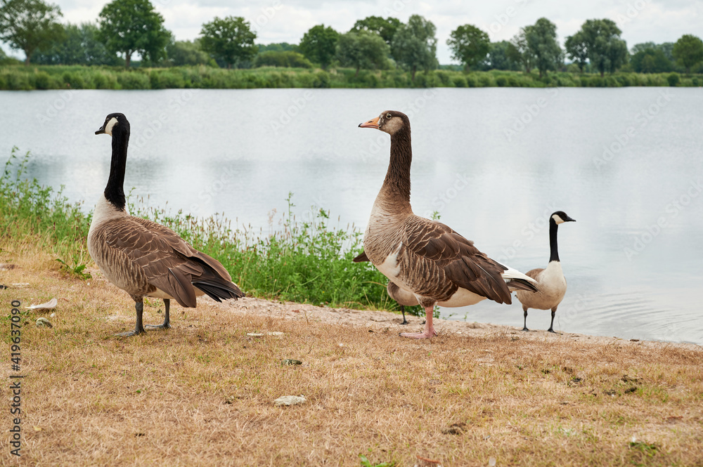 wild Canada geese in front of a German lake wild Canada geese in front of a German lake