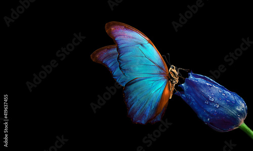 Canvas Print Bright blue tropical morpho butterfly on blue tulip in water drops isolated on black