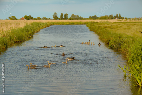 Flocks of Geese in the canal