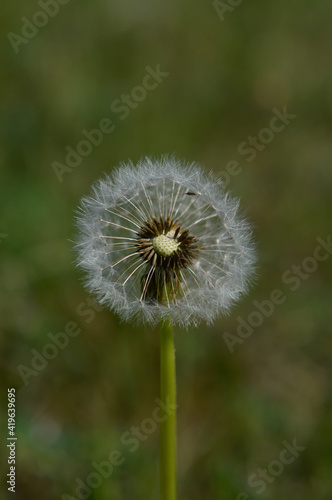 Common dandelion seed head.