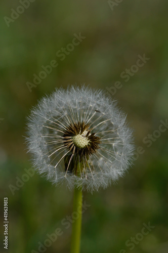 Common dandelion seed head.