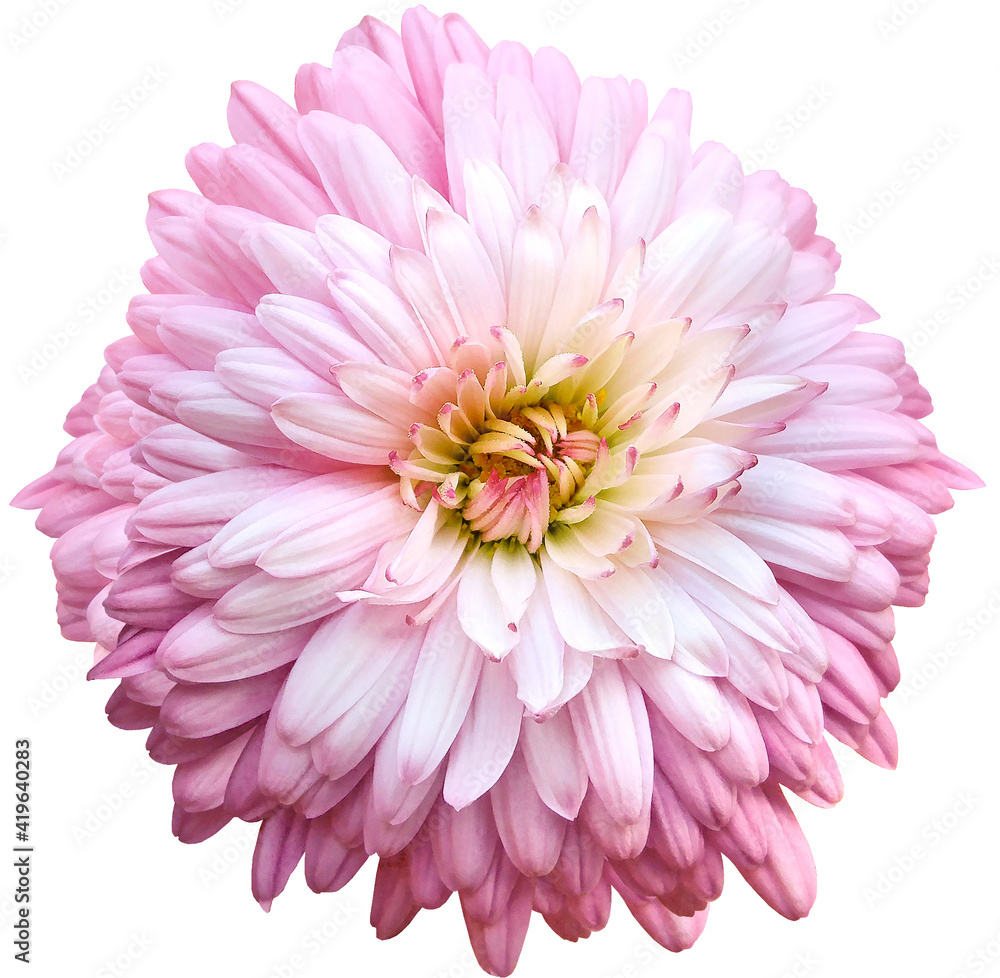 Pink chrysanthemum. Flower on white isolated background with clipping path. For design. Closeup. Nature. Pink chrysanthemum. Flower on white isolated background with clipping path. For design. Closeup. Nature.