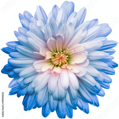 White-blue chrysanthemum.  Flower on a white isolated background with clipping path.  For design.  Closeup.  Nature.