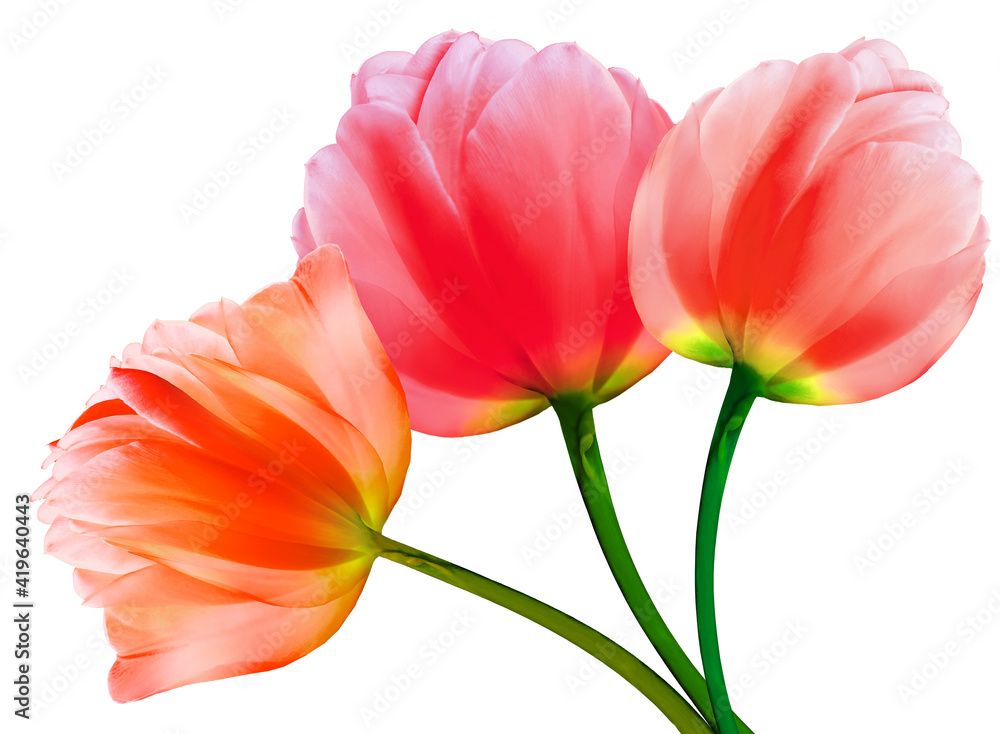set flowers tulips on a white isolated background with clipping path. Close-up. Flowers on the stem. Nature. set flowers tulips on a white isolated background with clipping path. Close-up. Flowers on the stem. Nature.