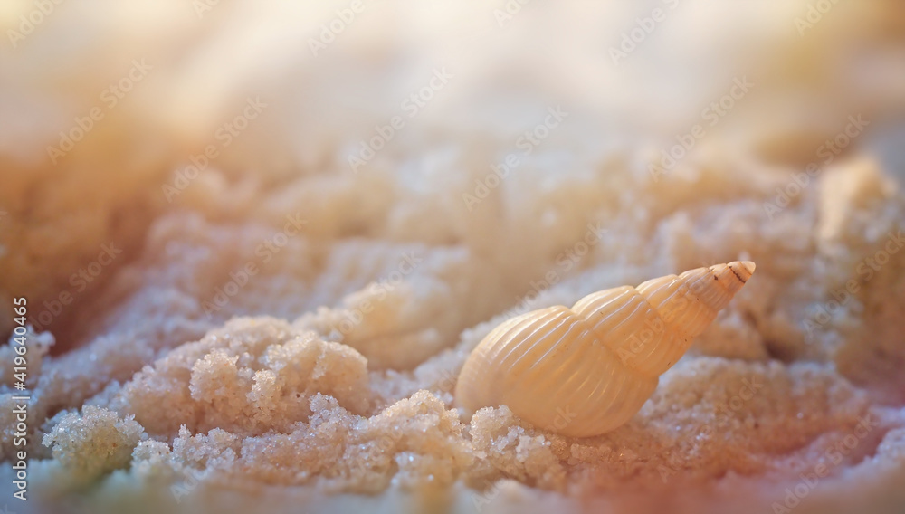 Small seashell on sand sunlight macrophotography Small seashell on sand sunlight macrophotography