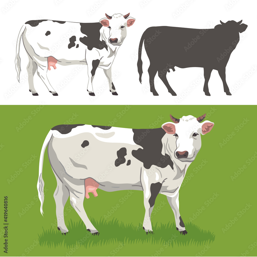 Set of detailed portrait of a cow in a realistic style on a fresh green meadow background, a cow with a stroke isolated on a white background and a cow silhouette