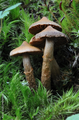 Tiny mushrooms and moss on the Bulgarian forest floor