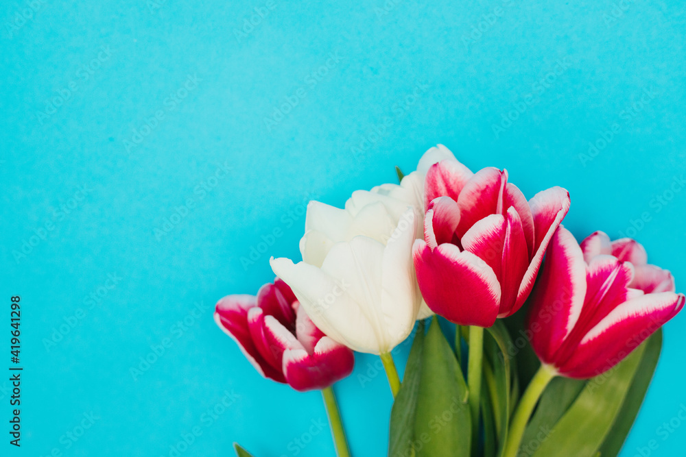 A bouquet of pink and white tulips on a blue background.A beautiful festive bouquet.