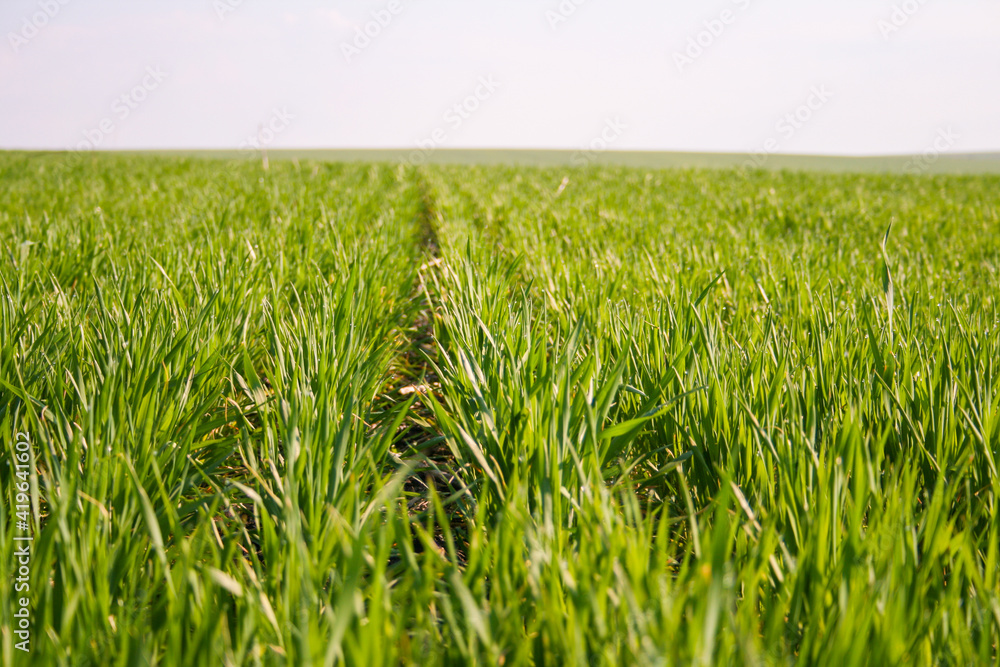 Obraz premium Young crop of sprouted wheat with morning dew on the open ground in the sunny spring morning in Ukraine