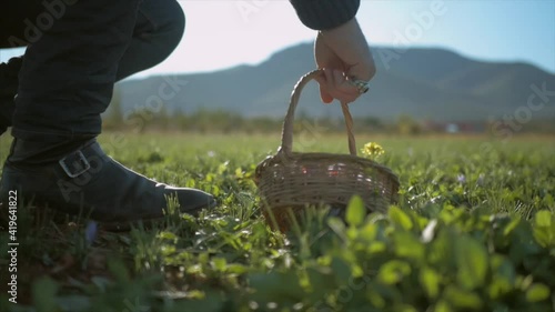 Farmerman harvests the flower of saffron in basket. cinematic shoot with flare of sun, 6Ofps great for slowmotion photo