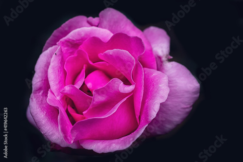 macro photography of a pink rose
