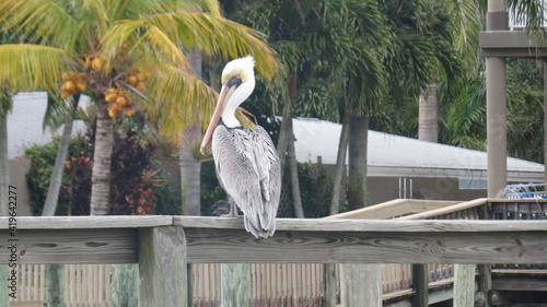 pelican on the pier