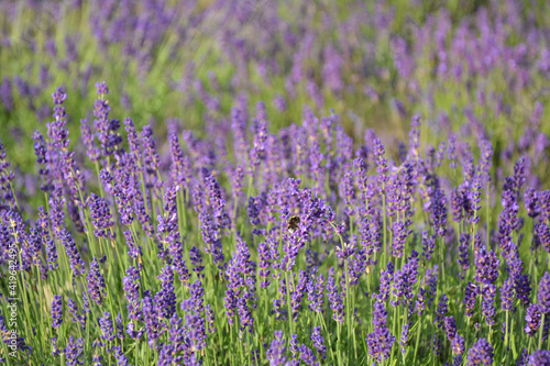 Lavender flowers field in summer.