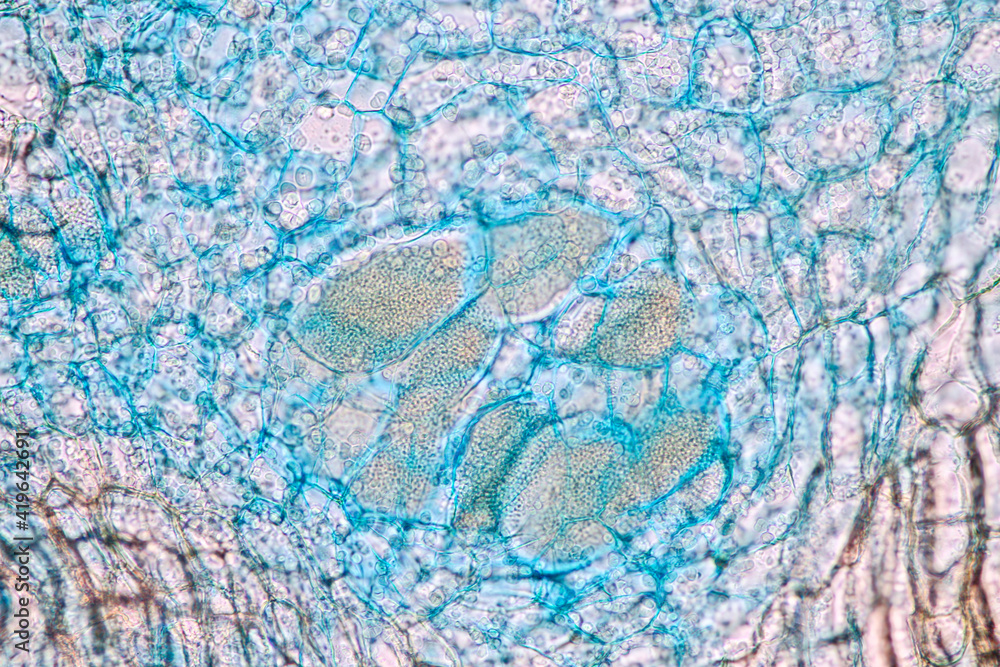 Naklejka premium Characteristics of fungi living in wood as a group, are polyphyletic under the microscope for education. 