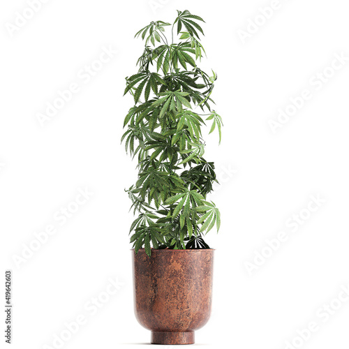 Fototapeta Naklejka Na Ścianę i Meble -  Cannabis in a black pot on a white background